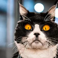 Кот, все Ё познавший